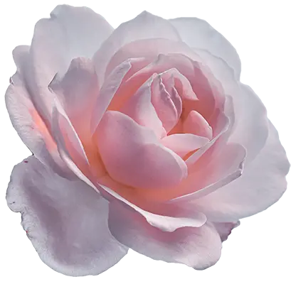 Rose pink raw material reine de saba paris